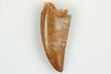 Serrated, Raptor Tooth - Real Dinosaur Tooth #193078-1